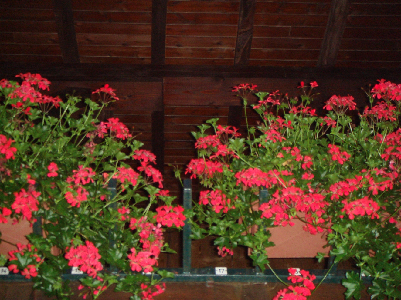 DSC01230